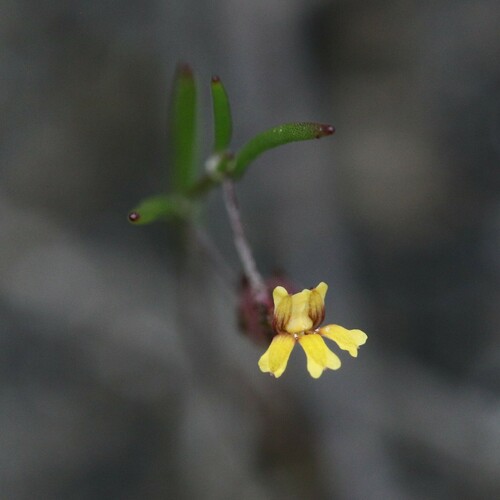 Image of Goodenia micrantha by (c) Hugo Innes, some rights reserved (CC BY)