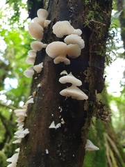 Favolaschia pustulosa