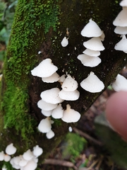 Favolaschia pustulosa
