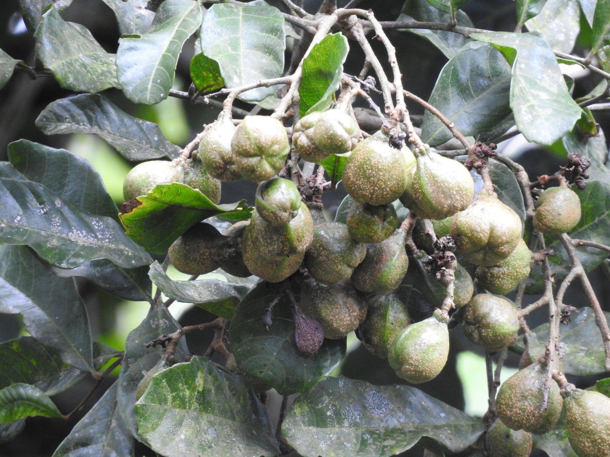 Cupania oblongifolia