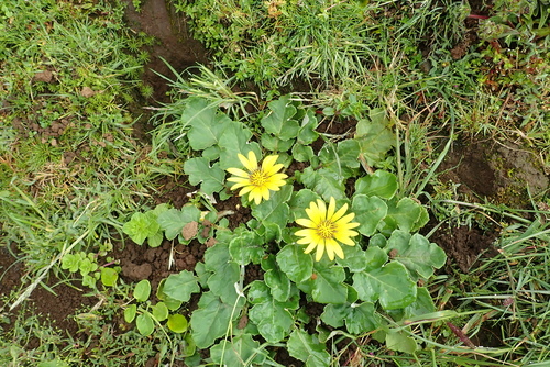Haplocarpha schimperi
