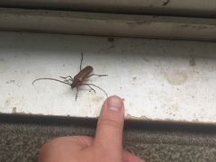 Ochrocydus huttoni