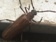 Ochrocydus huttoni