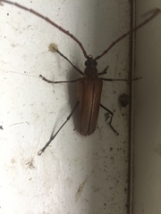 Ochrocydus huttoni