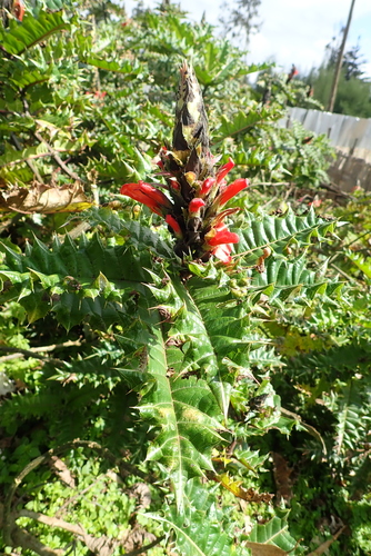 Ethiopian acanthus