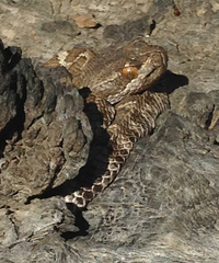 Crotalus oreganus