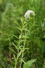 Lysimachia barystachys