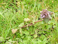 Lamium purpureum purpureum