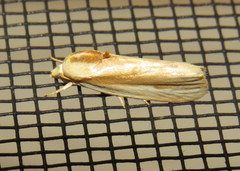 Earias huegeliana