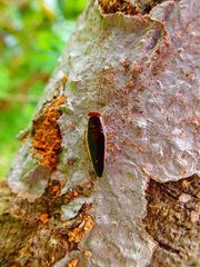 Pseudophyllodromia laticeps