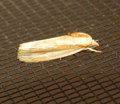 Earias huegeliana
