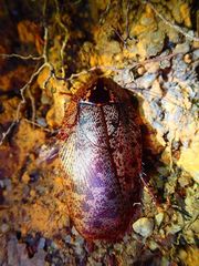 Morphna maculata