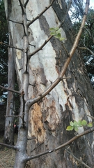 Bursera glabrifolia