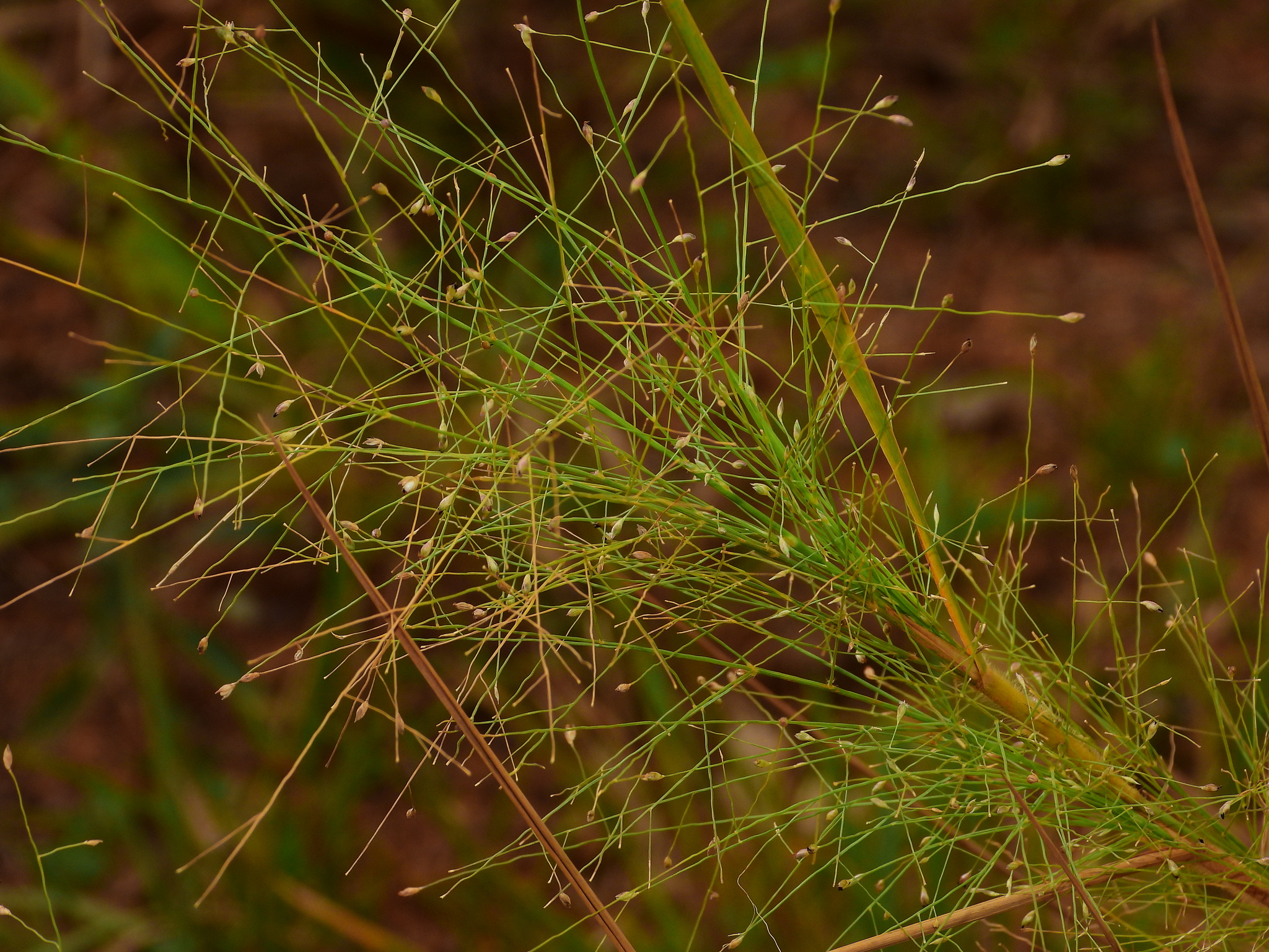 Panicum rudgei