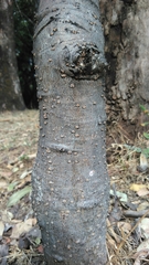 Bursera glabrifolia