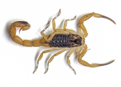 Brazilian Yellow Scorpion