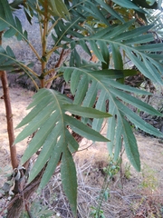 Bocconia arborea
