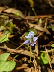 Viola floridana