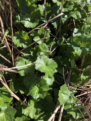Sidalcea hendersonii