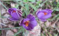 Crocus corsicus