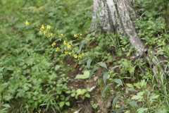 Lysimachia davurica