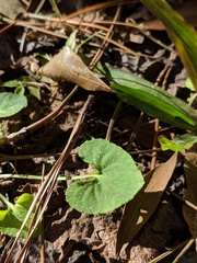 Viola floridana