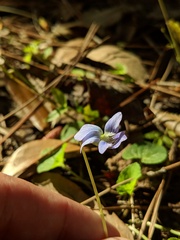 Viola floridana