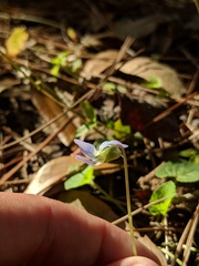 Viola floridana