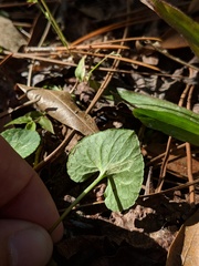 Viola floridana