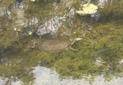 Apalone spinifera guadalupensis