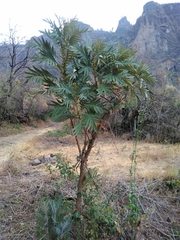 Bocconia arborea