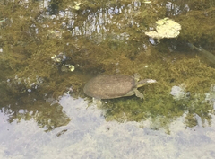 Apalone spinifera guadalupensis