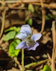 Viola floridana