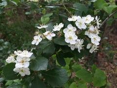 Crataegus reverchonii