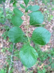 Crataegus reverchonii