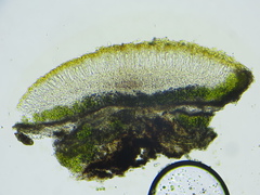 Caloplaca diphasia