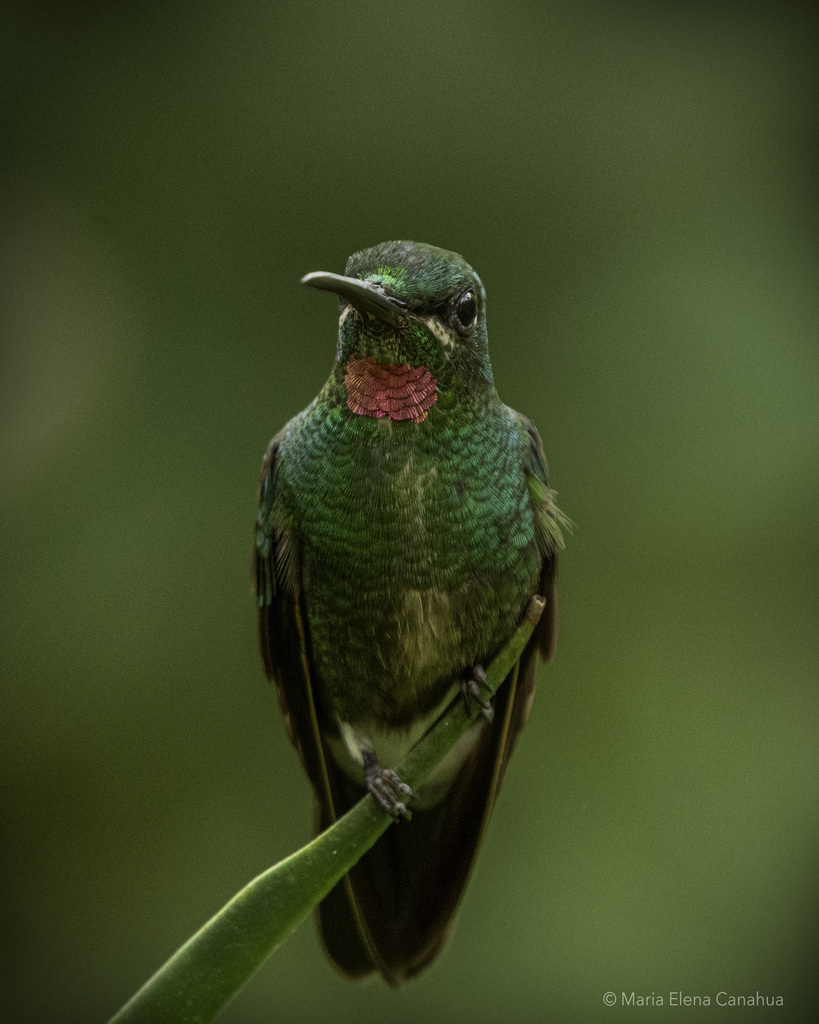 Pink-throated Brilliant photo