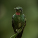 Pink-throated Brilliant - Photo (c) mecanahua, some rights reserved (CC BY-NC)