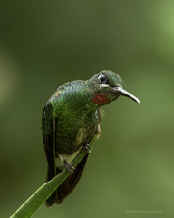 Pink-Throated Brilliant photo 2