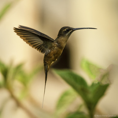 Koepcke's Hermit photo 1