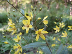Lysimachia davurica