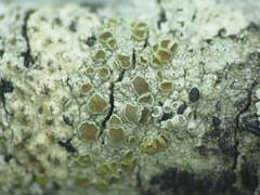 Caloplaca diphasia