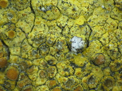 Intralichen baccisporus