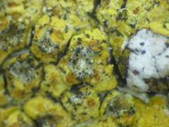 Intralichen baccisporus