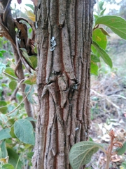 Bocconia arborea