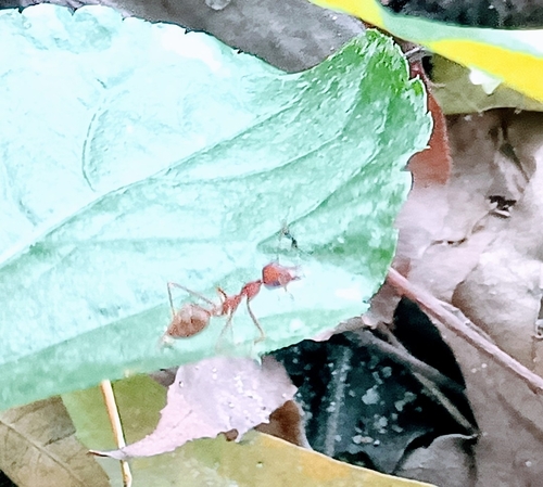African Weaver Ant