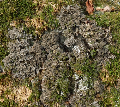 Sticta carolinensis