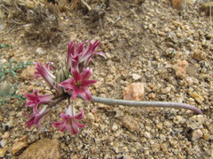 Allium parishii