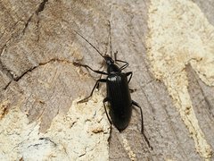 Tanychilus
