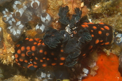 Nembrotha